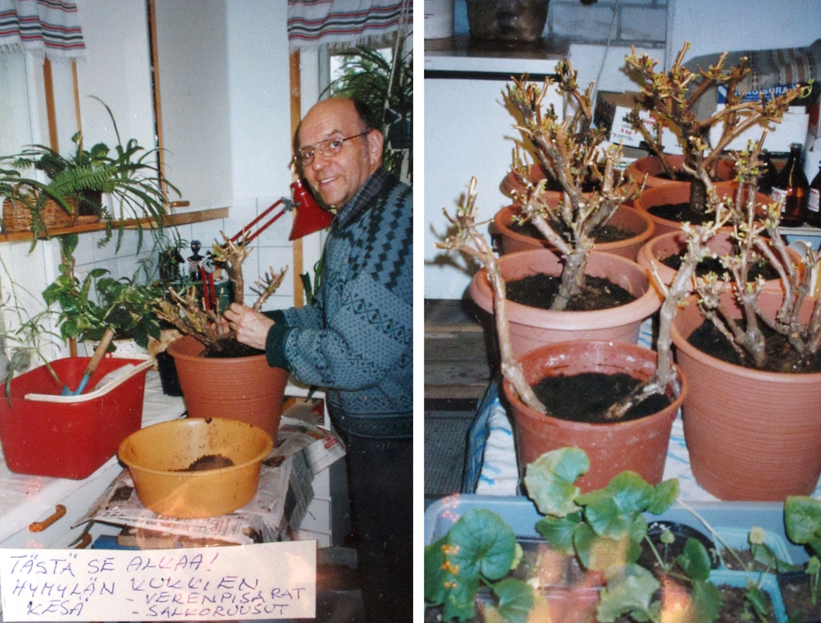 Vuonna 1999 Markku kykeni vielä hoitoleikkaamaan silloin hieman yli kymmenvuotiaat kasviyksilöt. Oikeanpuoleisessa kuvassa näkyykin jo useampi kasviyksilö.