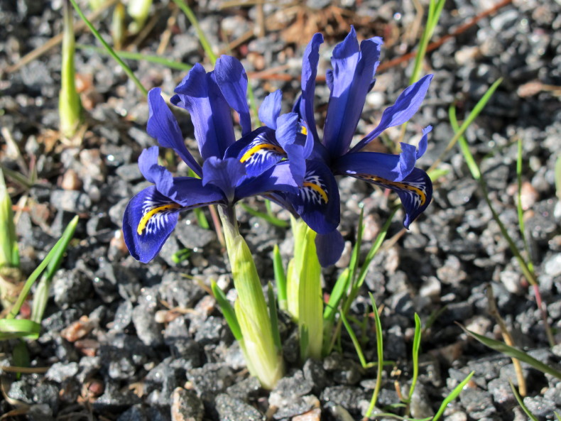 Iris reticulata - kevätkurjenmiekka
