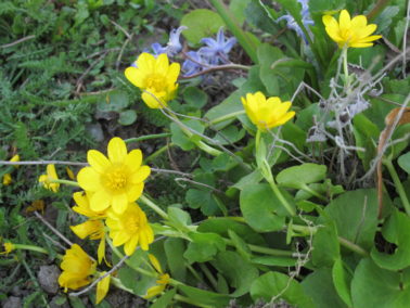 Mukulaleinikki (Ranunculus ficari)