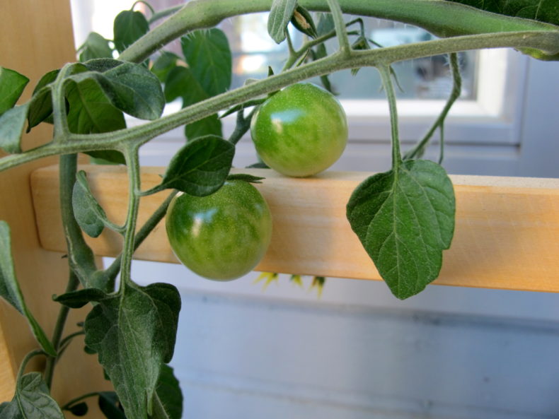 1kk ikäinen vesiviljelty tomaatti