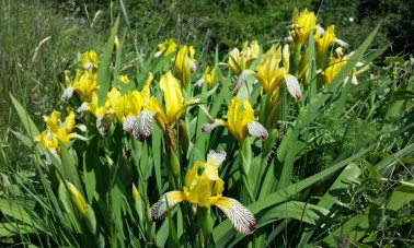 Japaninkurjenmiekka (Iris ensata)
