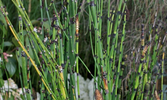 Kangaskorte (Equisetum hyemale)