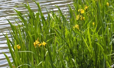 Keltakurjenmiekka (Iris pseudacorus)
