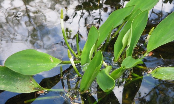 Keltapuikelo (Orontium aquaticum)
