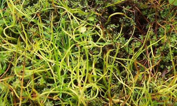 Ormio (Pilularia globulifera)