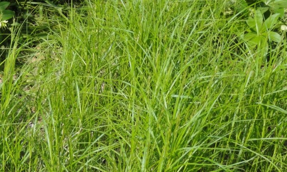 Palmusara (Carex muskingumensis)