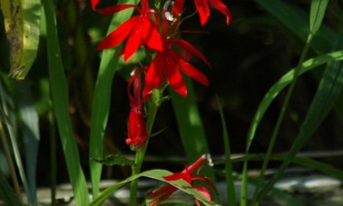 Punalobelia (Lobelia cardinalis)