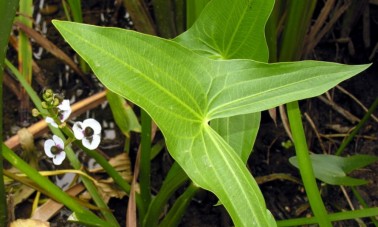Pystykeihonlehti (Sagittaria sagittifolia)